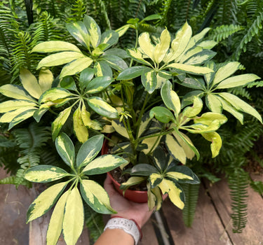 Schefflera Trinette