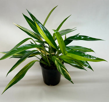 Pothos 'Silver Streak Variegated'