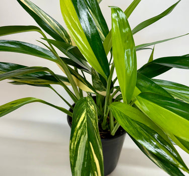 Pothos 'Silver Streak Variegated'