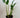 Monstera Burle Marx Flame