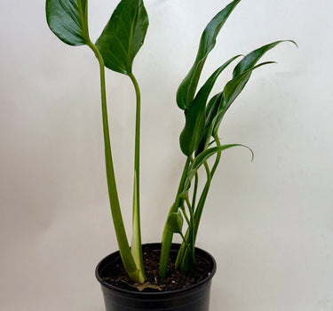 Monstera Burle Marx Flame