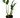 Monstera Burle Marx Flame