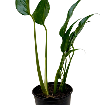 Monstera Burle Marx Flame