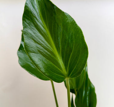 Monstera Burle Marx Flame