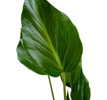 Monstera Burle Marx Flame