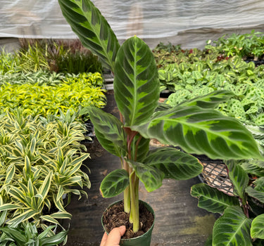 Calathea 'Warscewiczii' - 6" Pot