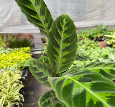 Calathea 'Warscewiczii' - 6" Pot