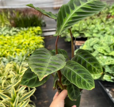 Calathea 'Warscewiczii' - 6" Pot