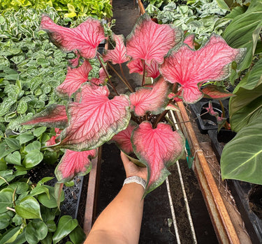 Caladium Red Flash
