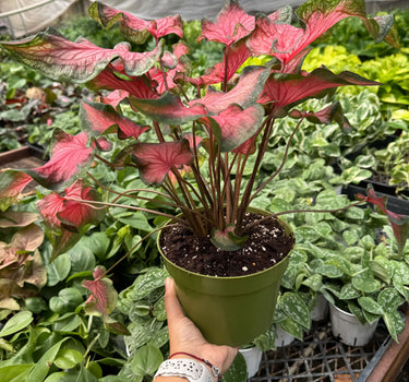 Caladium Red Flash
