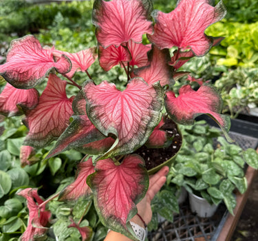 Caladium Red Flash