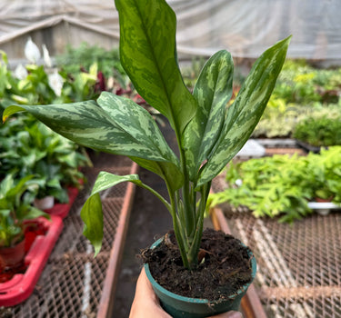 Chinese Evergreen 'Maria'
