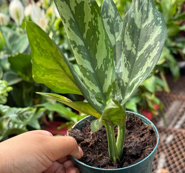 Chinese Evergreen 'Maria'