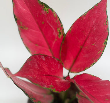 Chinese Evergreen 'Ruby Garuda'