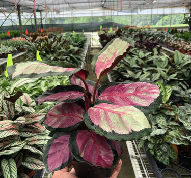 Calathea roseopicta 'Silvia'