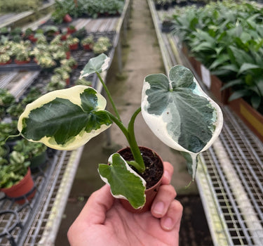 Alocasia 'Mickey Mouse' (Xanthosoma sagittifolium 'Variegatum Monstrosum')