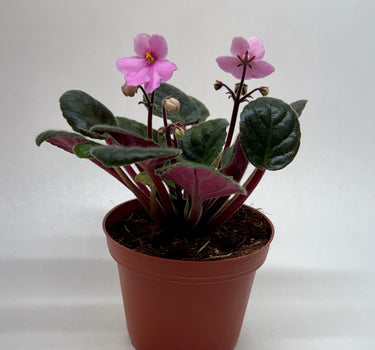 African Violet 'Pink'