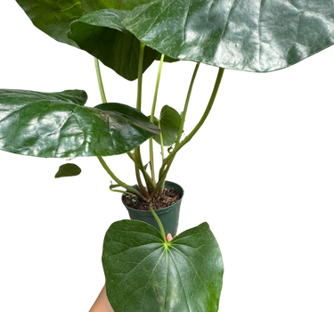 Farfugium japonicum