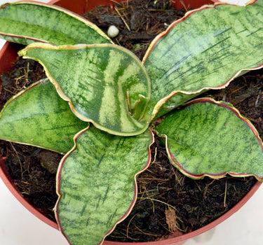 Snake Plant 'Silver Blue'