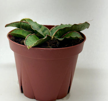 Snake Plant 'Silver Blue'