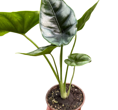 Alocasia 'Reversa'