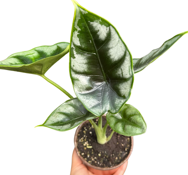 Alocasia 'Reversa'