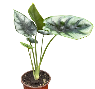 Alocasia 'Reversa'
