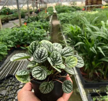 Peperomia 'Burbella'
