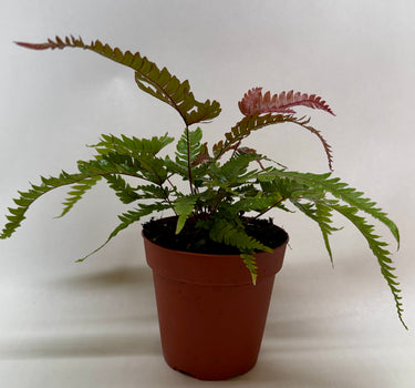 Fern 'Tricolor Pteris'