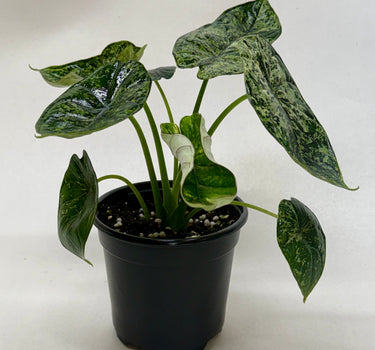 Alocasia 'Dragon Scale Mint'