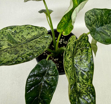 Alocasia 'Dragon Scale Mint'