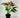 Anthurium 'Livium'