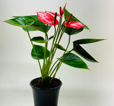 Anthurium 'Livium'