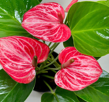 Anthurium 'Livium'