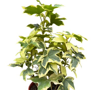Ivy Tree Variegated