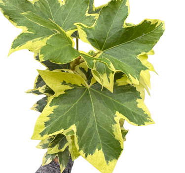 Ivy Tree Variegated
