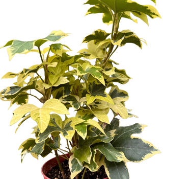 Ivy Tree Variegated