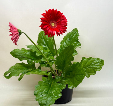 Gerbera Daisy