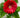 Gerbera Daisy