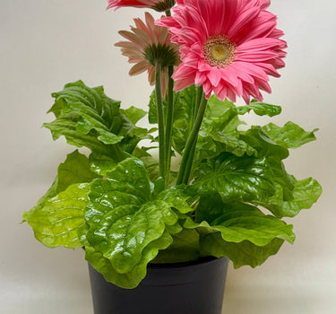 Gerbera Daisy