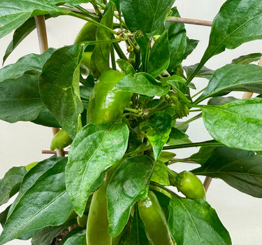 Edible 'Sweet Pepper'