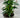 Edible 'Sweet Pepper'