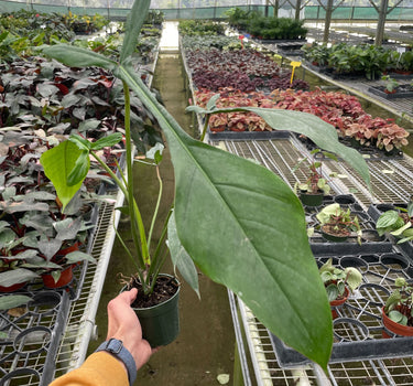 Philodendron 'Joepii'