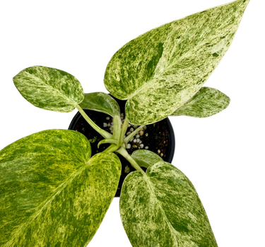Philodendron 'Blizzard'