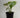 Monstera 'Mint'