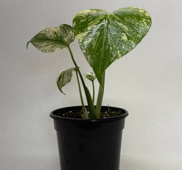 Monstera 'Mint'