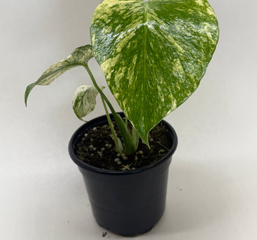 Monstera 'Mint'