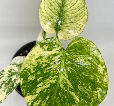 Monstera 'Mint'
