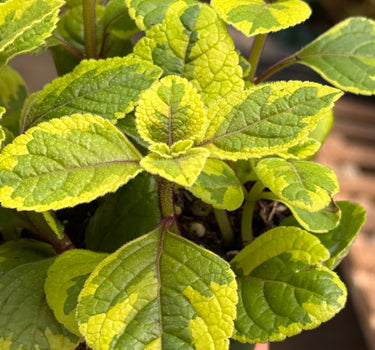 Plectranthus ‘Guacamole’