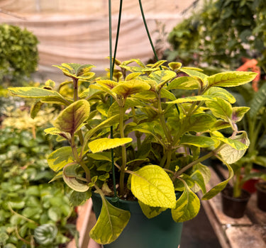 Plectranthus ‘Guacamole’